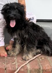 Lost Male Dog last seen N Green St Pensacola Fl cross the Jackson St Pensacola Fl, Pensacola, FL 32505