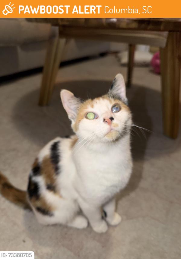 Found/Stray Female Cat last seen MLK park, Columbia, SC 29205