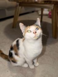 Found/Stray Female Cat last seen MLK park, Columbia, SC 29205