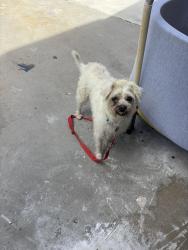 Reunited Female Dog last seen Libra, Riverside, CA 92503