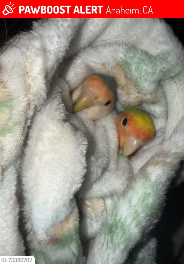 Lost Female Bird last seen Mayfair Ave, Anaheim, CA 92801