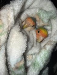 Lost Female Bird last seen Mayfair Ave, Anaheim, CA 92801