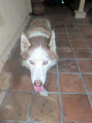Reunited Male Dog last seen Alwood st. And walnut ave, La Puente, CA 91744