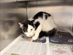 Shelter Stray Unknown Cat last seen , 957 N Gaffey St, San Pedro, CA 90731, USA