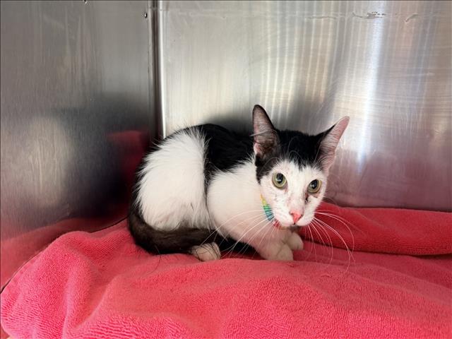 Shelter Stray Unknown Cat last seen , 957 N Gaffey St, San Pedro, CA 90731, USA