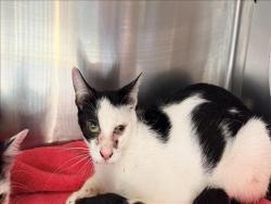 Shelter Stray Unknown Cat last seen , 957 N Gaffey St, San Pedro, CA 90731, USA