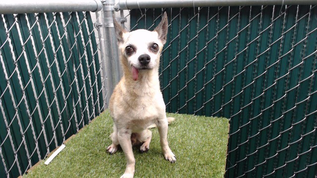 Shelter Stray Male Dog last seen , 11258 Garfield Ave, Downey, CA 90242, USA