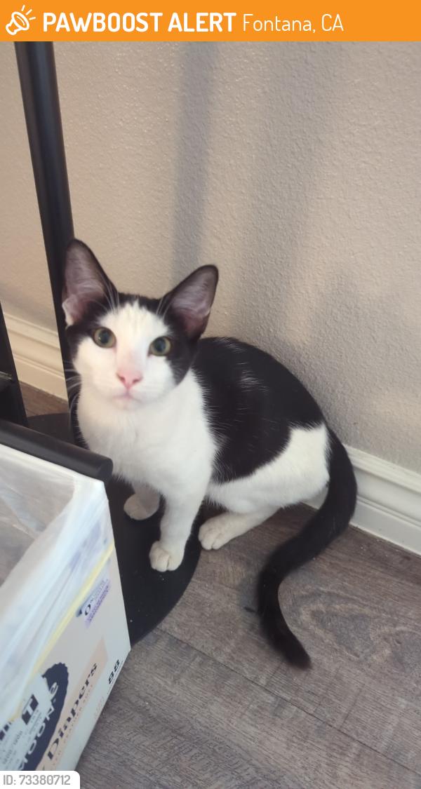 Found/Stray Male Cat last seen Maple, Foothill, Fontana, CA 92335