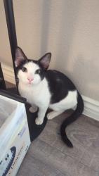 Found/Stray Male Cat last seen Maple, Foothill, Fontana, CA 92335