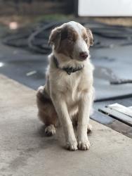Lost Male Dog last seen El Casco and Glenoaks Blvd, Los Angeles, CA 91342