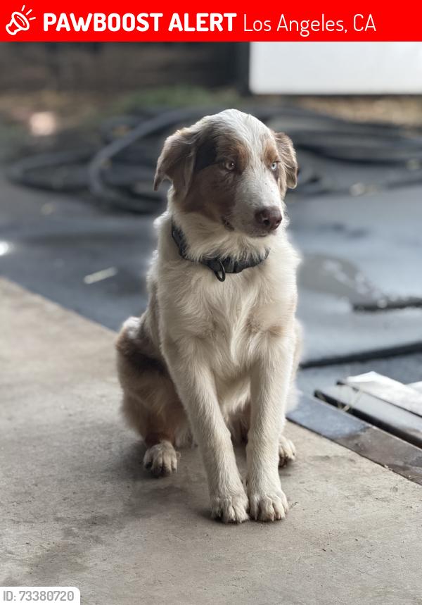 Lost Male Dog last seen El Casco and Glenoaks Blvd, Los Angeles, CA 91342