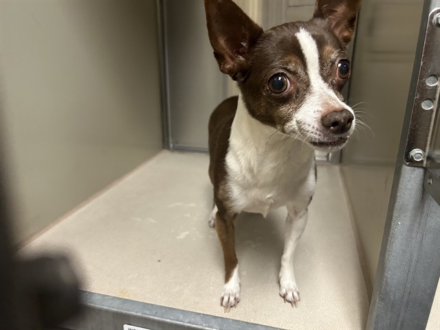 Shelter Stray Female Dog last seen FLORIN RD/STOCKTON BLVD, 95823, 3839 Bradshaw Rd, Sacramento, CA 95827, USA