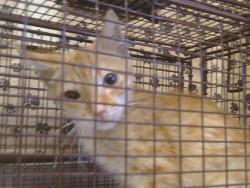 Shelter Stray Male Cat last seen ORANGE GROVE AVE/MARGARET WAY, 3839 Bradshaw Rd, Sacramento, CA 95827, USA