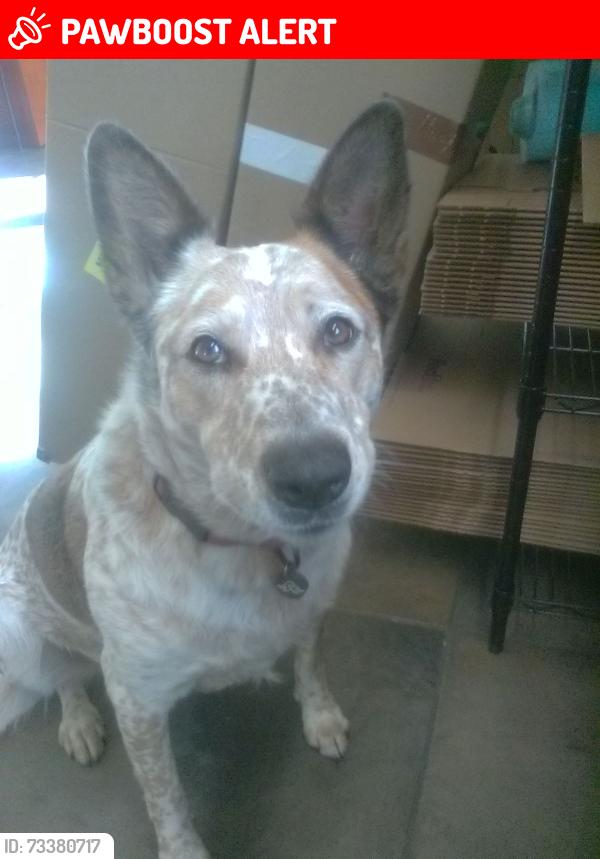 Lost Female Dog last seen Larkin Valley Road, Aptos Hills-Larkin Valley, CA 95076