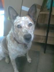 Lost Female Dog last seen Larkin Valley Road, Aptos Hills-Larkin Valley, CA 95076