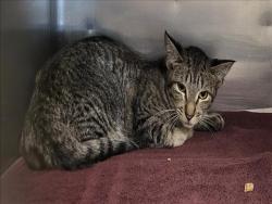 Shelter Stray Female Cat last seen , 14409 Vanowen St, Van Nuys, CA 91405, USA