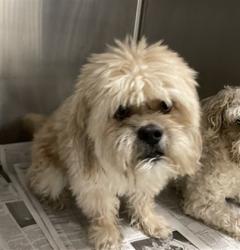 Shelter Stray Male Dog last seen , 14409 Vanowen St, Van Nuys, CA 91405, USA