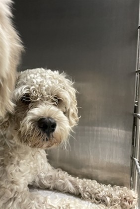 Shelter Stray Male Dog last seen , 14409 Vanowen St, Van Nuys, CA 91405, USA