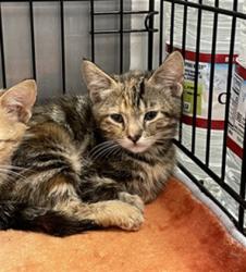 Shelter Stray Female Cat last seen , 14409 Vanowen St, Van Nuys, CA 91405, USA