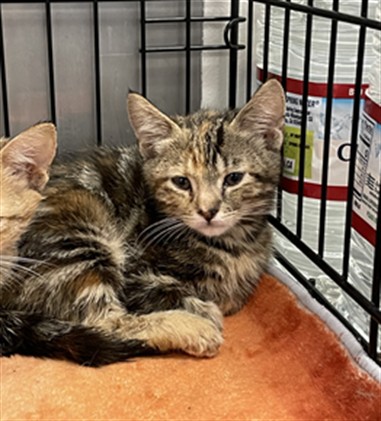 Shelter Stray Female Cat last seen , 14409 Vanowen St, Van Nuys, CA 91405, USA