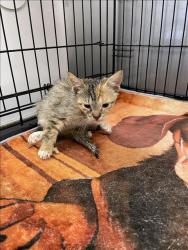 Shelter Stray Female Cat last seen , 14409 Vanowen St, Van Nuys, CA 91405, USA