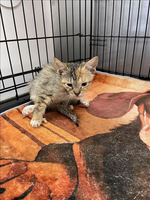 Shelter Stray Female Cat last seen , 14409 Vanowen St, Van Nuys, CA 91405, USA