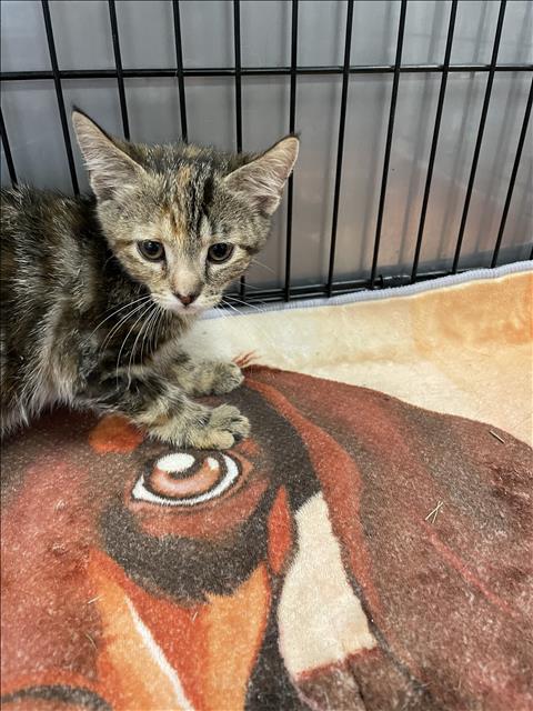 Shelter Stray Male Cat last seen , 14409 Vanowen St, Van Nuys, CA 91405, USA