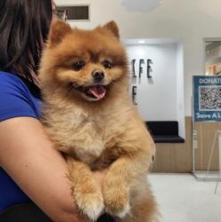 Shelter Stray Male Dog last seen , 14409 Vanowen St, Van Nuys, CA 91405, USA