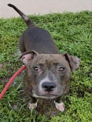 Shelter Stray Female Dog last seen Near BLOCK NW 4 AV, HALLANDALE FL 33009, 2400 SW 42nd St, Fort Lauderdale, FL 33312, USA