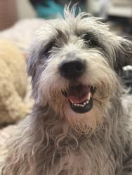 Reunited Female Dog last seen Sir Micheal Dr, Salt Lake City 84116, Salt Lake City, UT 84116