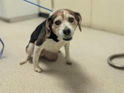 Shelter Stray Female Dog last seen , 600 Aviation Dr, Camarillo, CA 93010, USA