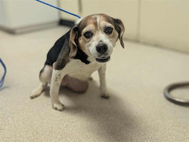 Shelter Stray Female Dog last seen , 600 Aviation Dr, Camarillo, CA 93010, USA