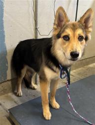 Shelter Stray Female Dog last seen , 600 Aviation Dr, Camarillo, CA 93010, USA