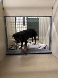 Shelter Stray Male Dog last seen INDUSTRIAL/MISSION, 16 Barnes Ct, Hayward, CA 94544, USA