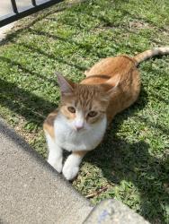 Lost Female Cat last seen Near w Olympic blvd 90640 Montebello, Montebello, CA 90640