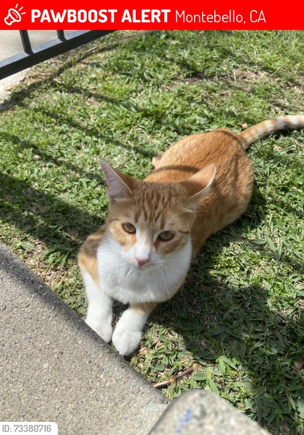 Lost Female Cat last seen Near w Olympic blvd 90640 Montebello, Montebello, CA 90640