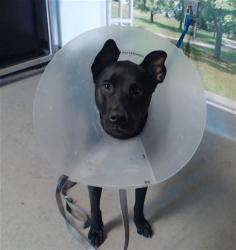 Shelter Stray Female Dog last seen , 1419 Bryant St, San Francisco, CA 94103, USA