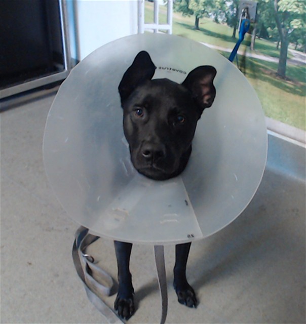 Shelter Stray Female Dog last seen , 1419 Bryant St, San Francisco, CA 94103, USA