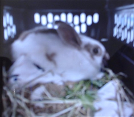 Shelter Stray Female Other last seen YALE ST / WAYLAND ST / MCLAREN PARK, 1419 Bryant St, San Francisco, CA 94103, USA