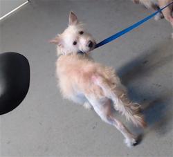 Shelter Stray Male Dog last seen , 1419 Bryant St, San Francisco, CA 94103, USA