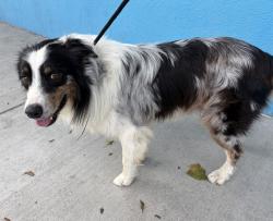 Shelter Stray Male Dog last seen , 4275 Elton St, Baldwin Park, CA 91706, USA