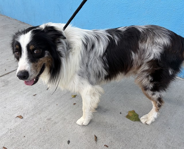 Shelter Stray Male Dog last seen , 4275 Elton St, Baldwin Park, CA 91706, USA