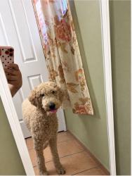 Reunited Female Dog last seen North Salt Lake, North Salt Lake, UT 84010