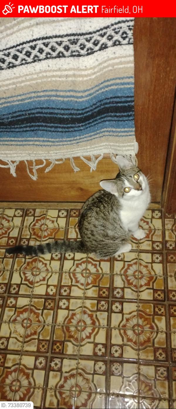 Lost Male Cat last seen Harbin Park, Embassy & Hunter Rd., Fairfield, OH 45014