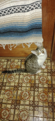 Lost Male Cat last seen Harbin Park, Embassy & Hunter Rd., Fairfield, OH 45014