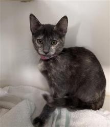 Shelter Stray Female Cat last seen Near BLK E ARTESIA BLVD LONG BEACH CA 90805, 7700 E Spring St, Long Beach, CA 90815, USA