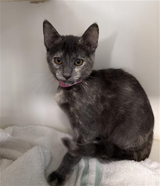 Shelter Stray Female Cat last seen Near BLK E ARTESIA BLVD LONG BEACH CA 90805, 7700 E Spring St, Long Beach, CA 90815, USA