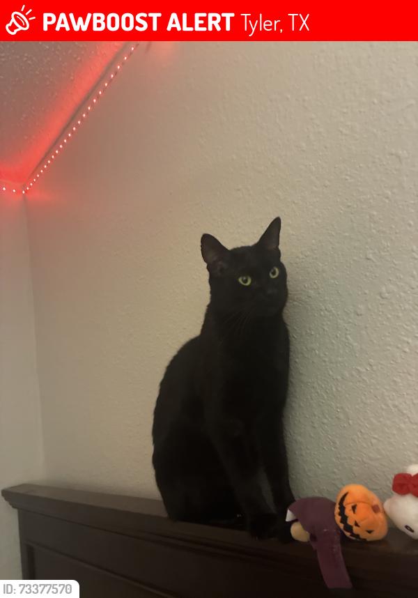 Lost Male Cat last seen Near Hollytree Dr, Tyler, TX 75703