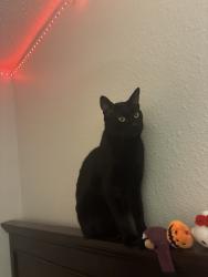 Lost Male Cat last seen Near Hollytree Dr, Tyler, TX 75703