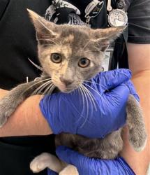 Shelter Stray Female Cat last seen Near BLK E ARTESIA BLVD LONG BEACH CA 90805, 7700 E Spring St, Long Beach, CA 90815, USA